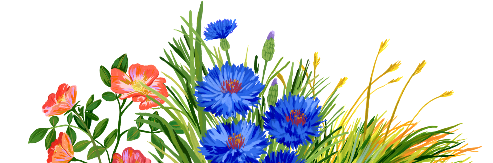 Header generic plant burst transparent