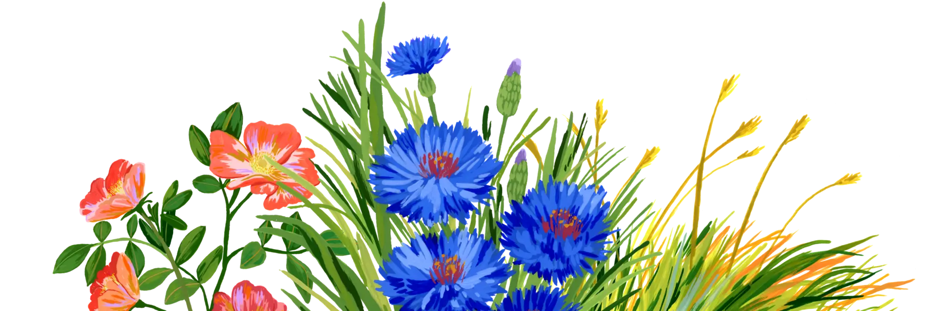 Header generic plant burst transparent